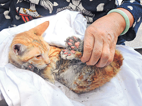 元朗鐵皮屋起火 波及鄰居多貓被困 2隻獲救 其餘8貓生死未卜
