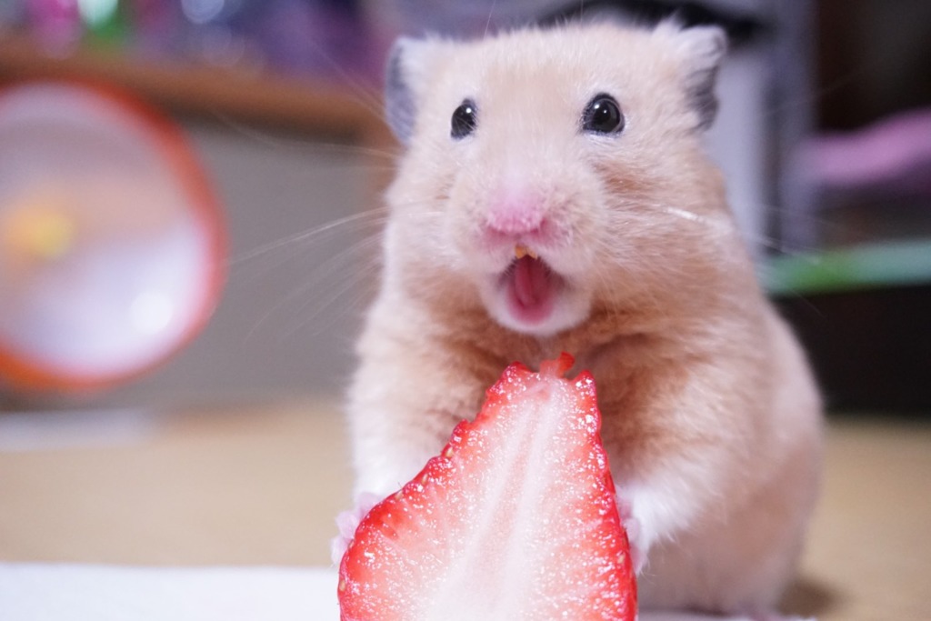 日本主人捕捉寵物貪吃樣子3隻小倉鼠表情超豐富好可愛 U Food 香港餐廳及飲食資訊優惠網站
