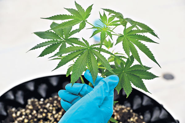 聯合國承認藥用大麻 推動醫學研究