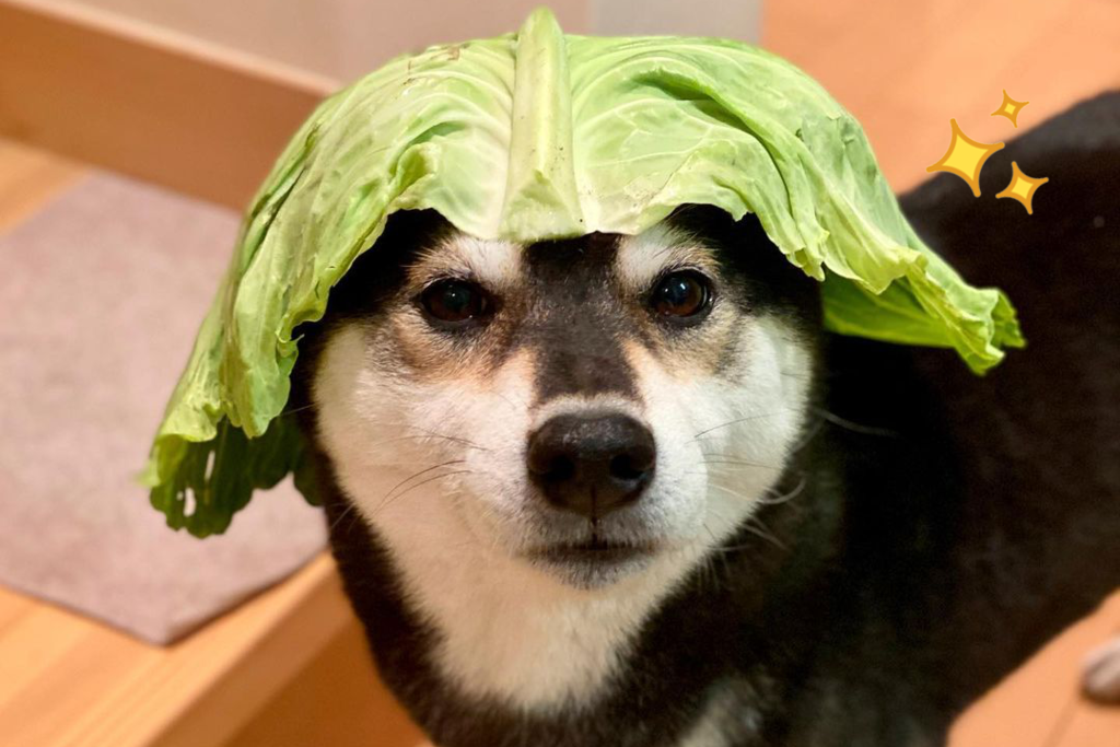 柴犬寫真 日本可愛小黑柴戴上椰菜帽子秒變柴犬小士兵 神還原 愛的迫降 玄彬軍人look U Food 香港餐廳及飲食資訊優惠網站