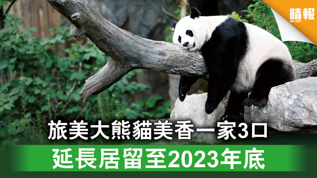 自然生態｜旅美大熊貓美香一家3口 延長居留至2023年底