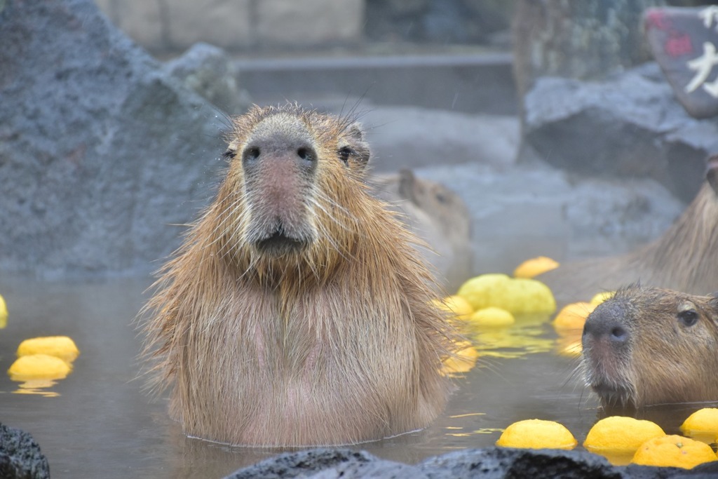 日本動物園 日本動物園公開水豚浸暖笠笠柚子浴片段水豚君眼睛瞇瞇的樣子超梳乎 U Food 香港餐廳及飲食資訊優惠網站 日本動物園 日本動物園公開水豚浸暖笠笠柚子浴片段水豚君眼睛瞇瞇的樣子超梳乎 U Food 香港餐廳及飲食資訊優惠網站