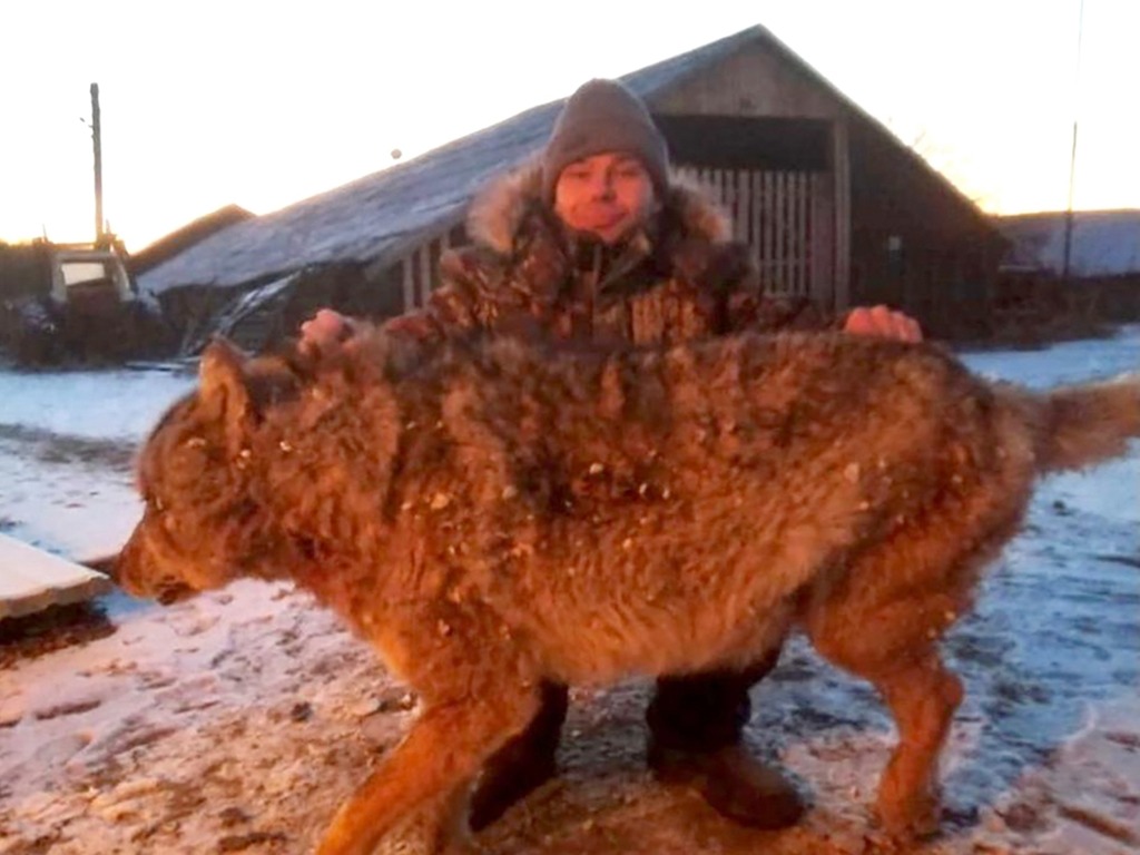 看門狗遭咬死俄男為保農舍徒手殺巨狼 Ezone Hk 網絡生活 網絡熱話 D
