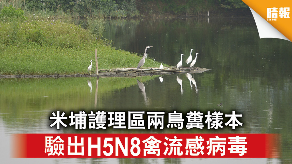 禽流感｜米埔護理區兩鳥糞樣本 驗出H5N8禽流感病毒