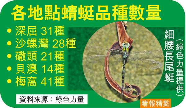大嶼山發展區錄52種蜻蜓 環團促列保育區