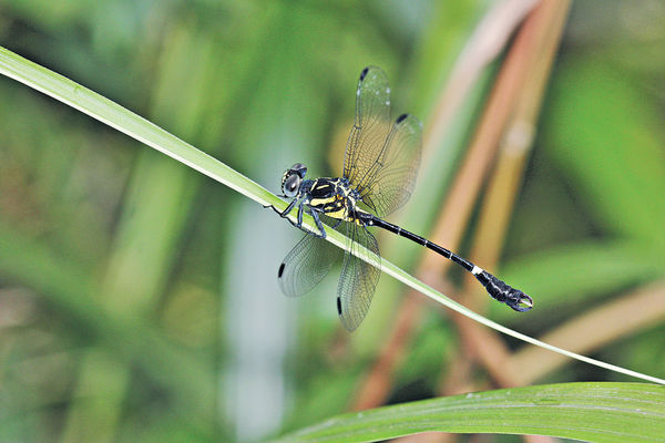 大嶼山發展區錄52種蜻蜓 環團促列保育區