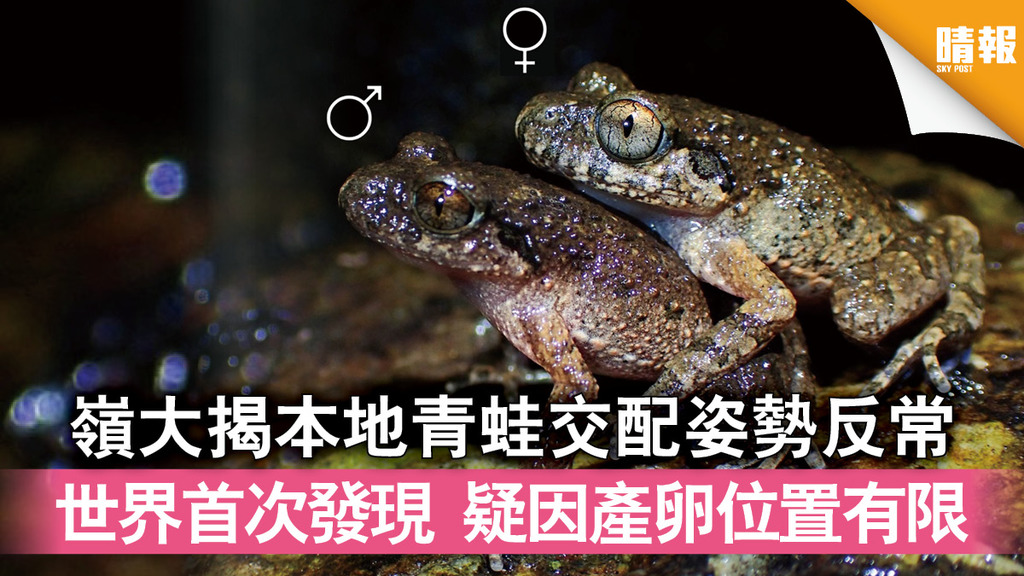 自然生態｜嶺大揭本地青蛙交配姿勢反常 世界首次發現 疑因產卵位置有限