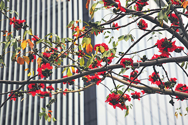 羅致光嘆花卉早開 籲社福界善用節能裝置