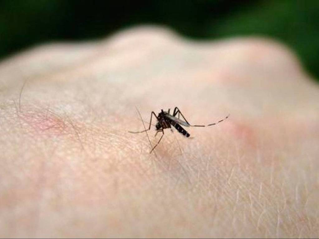 日本研新對策防蚊搽油讓蚊子滑倒無法停留吸血 Ezone Hk 網絡生活 網絡熱話 D