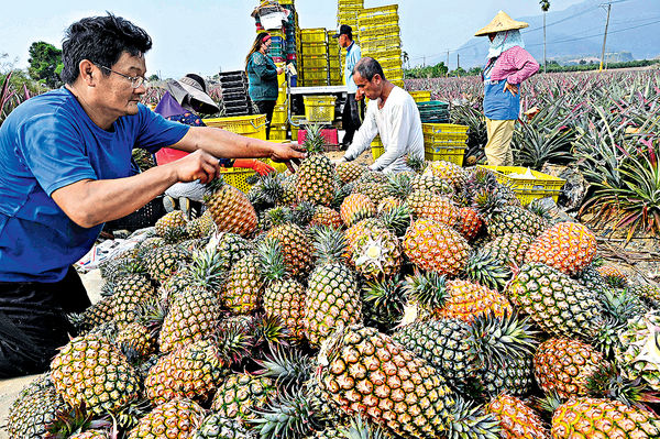港3月進口1768噸台菠蘿 超越日本成最多地區