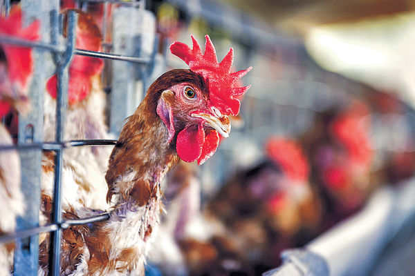 德國有州份爆H5N1 港停進口禽類產品