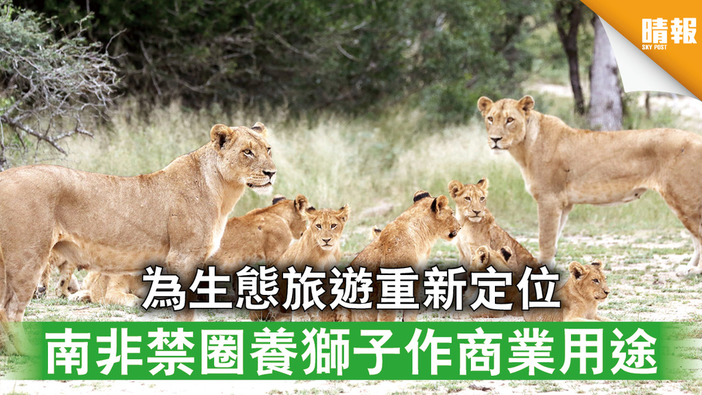 動物權益｜為生態旅遊重新定位 南非禁圈養獅子作商業用途