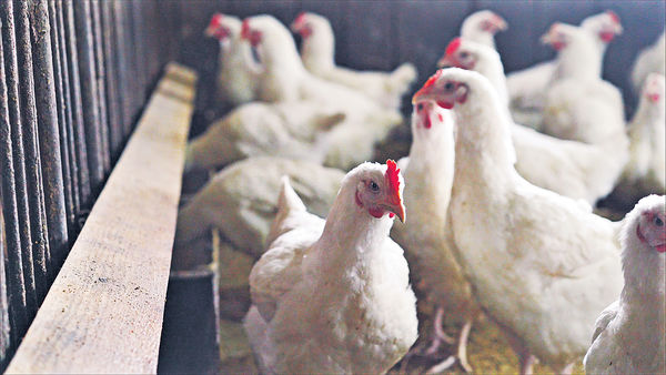 法德南非爆禽流感 港暫停進口禽類產品