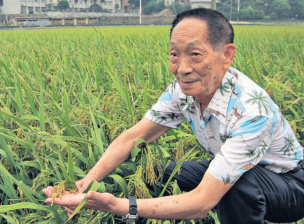 袁隆平與他的雜交水稻