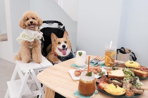 【狗Cafe】狗狗好去處2021!7間狗Cafe寵物友善餐廳推薦 狗狗餐單/寵物打卡位/日系柴犬/Pantone夢幻粉調/海景文青狗Cafe
