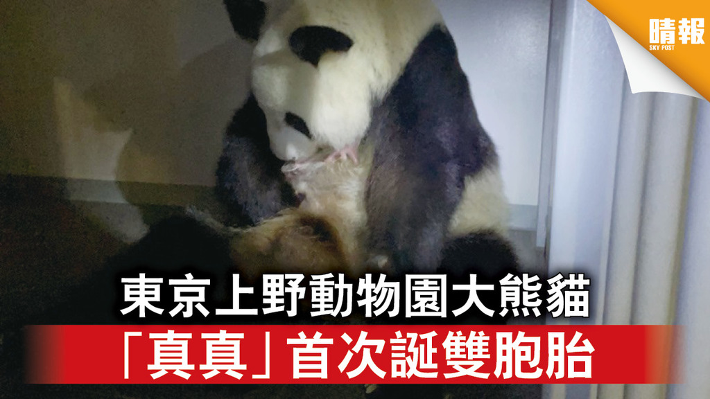 日韓記事｜東京上野動物園大熊貓 「真真」首次誕雙胞胎 