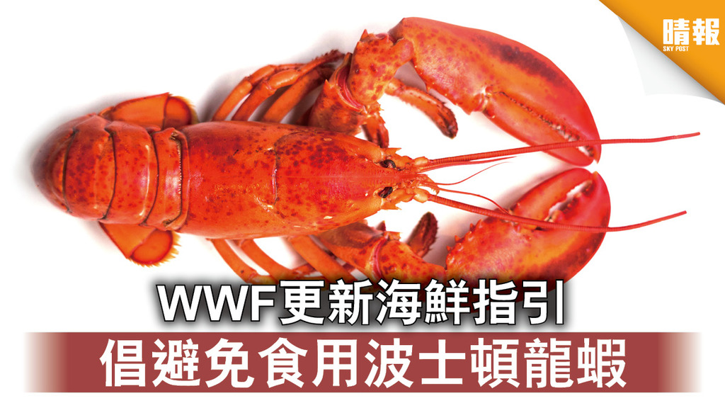 自然保育｜WWF更新海鮮指引 倡避免食用波士頓龍蝦