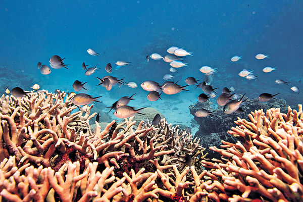 澳洲大堡礁或列瀕危世遺 中國否認有政治動機
