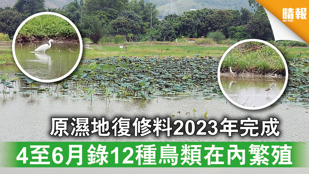 自然生態｜塱原濕地復修料2023年完成 4至6月錄12種鳥類在內繁殖 