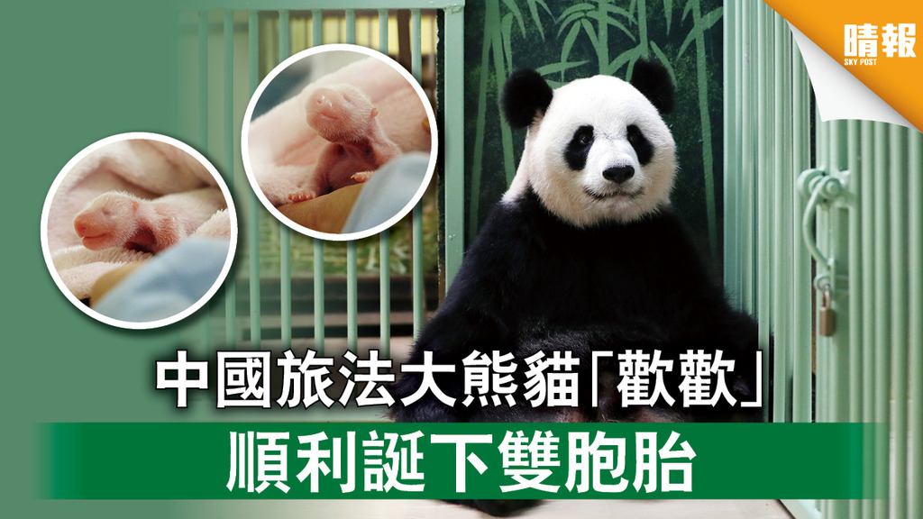 大熊貓寶寶｜中國旅法大熊貓「歡歡」 順利誕下雙胞胎（多圖）