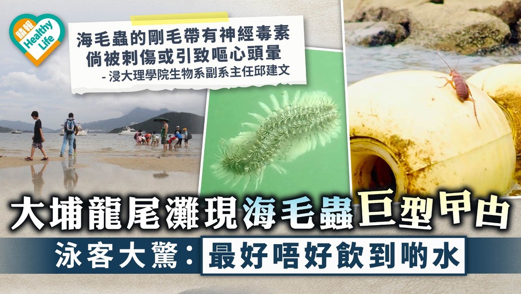 小心中毒｜大埔龍尾灘現海毛蟲巨型曱甴 泳客大驚：最好唔好飲到啲水｜附海毛蟲小資料