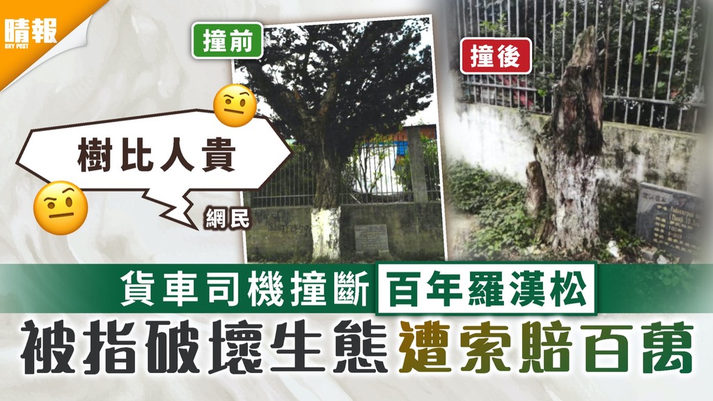 大意司機｜貨車司機撞斷百年羅漢松 被指破壞生態遭索賠百萬
