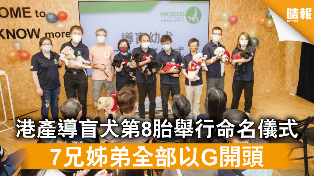導盲犬｜港產導盲犬第8胎舉行命名儀式 7兄姊弟全部以G開頭（多圖）