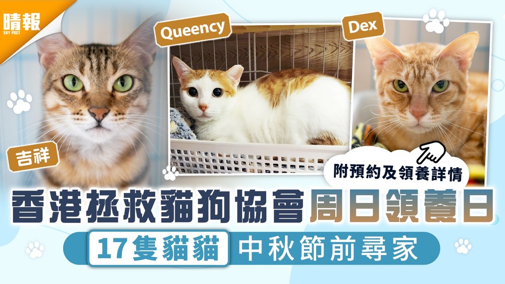 周日好去處｜香港拯救貓狗協會周日領養日 17隻貓貓中秋節前尋家