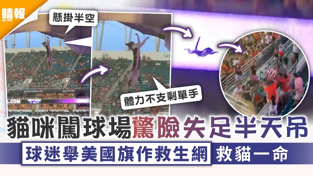 感人救貓｜貓咪闖球場驚險失足半天吊 球迷舉美國旗作救生網救貓一命
