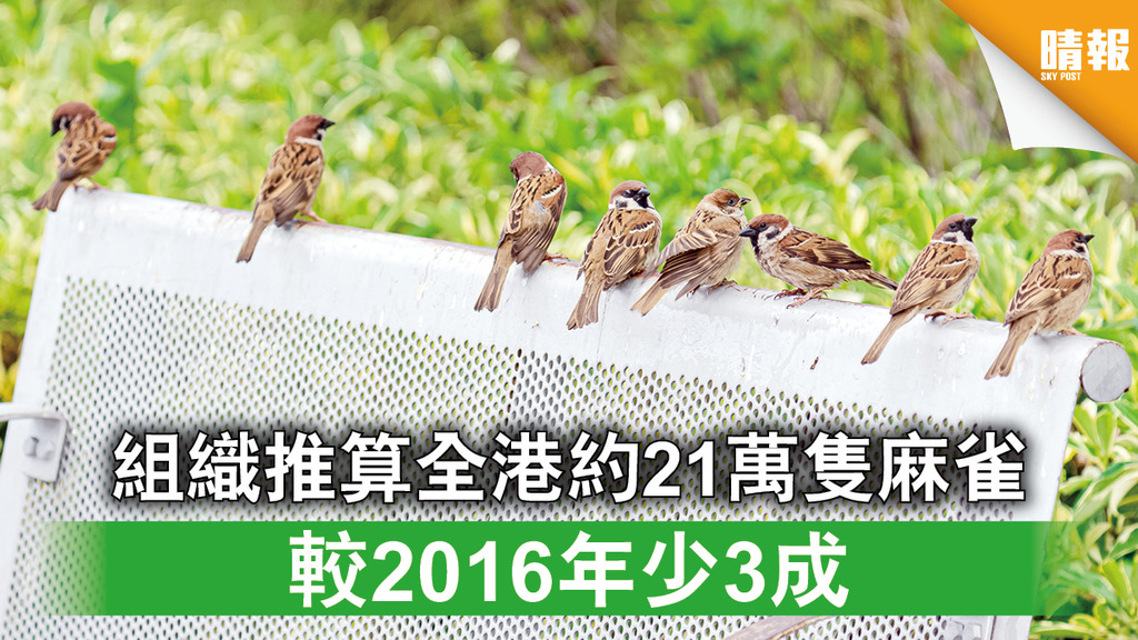 自然生態｜組織推算全港約21萬隻麻雀 較2016年少3成