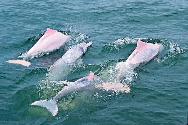 白海豚大嶼山10年減半 生物多樣性港僅6項部分達標