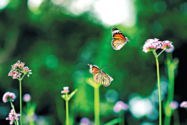 從facebook死機 想到蝴蝶雙飛