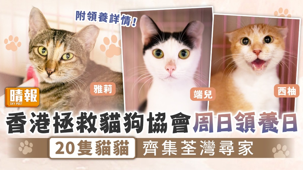 周日好去處︳香港拯救貓狗協會周日領養日 20隻貓貓齊集荃灣尋家