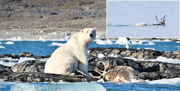 暖化迫上岸找新獵物 北極熊捕食馴鹿曝光