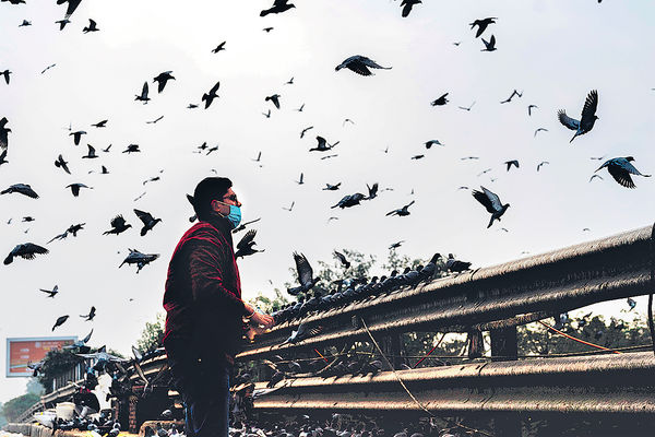 荷蘭丹麥爆禽流感 禽類產品停輸港