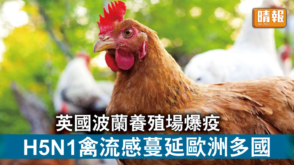 禽流感｜英國波蘭養殖場爆疫 H5N1禽流感蔓延歐洲多國