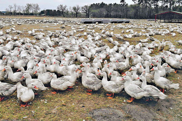 歐禽流感蔓延 德國波蘭部分禽產品停輸港
