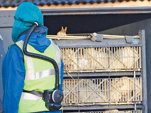 波蘭英國爆禽流感 疫區禽產品禁運港