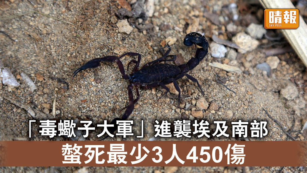 毒蠍子｜「毒蠍子大軍」進襲埃及南部 螫死最少3人450傷