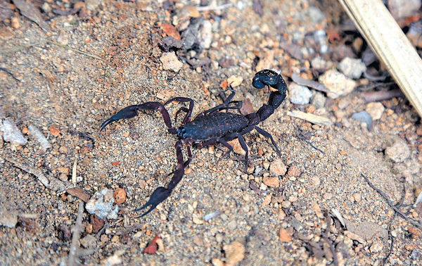 「毒蠍子大軍」襲埃及 螫死3人450傷