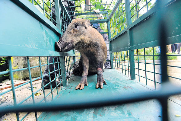 漁護署擬每月5次 捕殺市區野豬