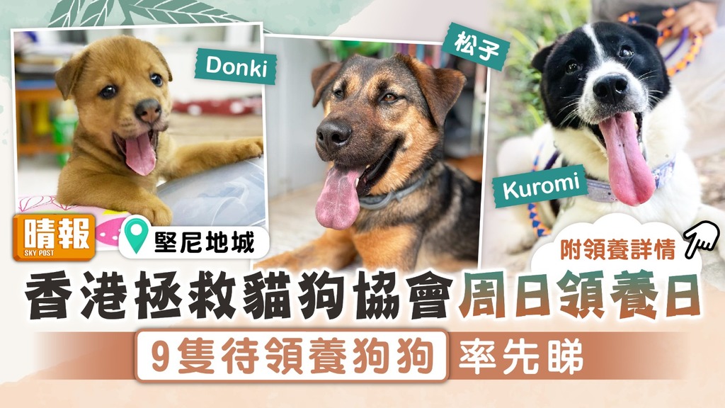 領養代替購買︳香港拯救貓狗協會周日領養日 9隻待領養狗狗率先睇