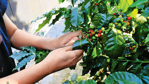 荔枝窩植700棵 產量年增2倍 打破不宜種宿命 港產咖啡迎豐收期