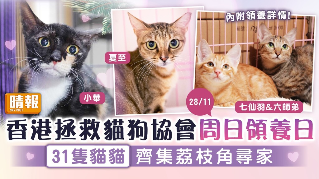 領養代替購買︳香港拯救貓狗協會周日領養日 31隻貓貓齊集荔枝角尋家