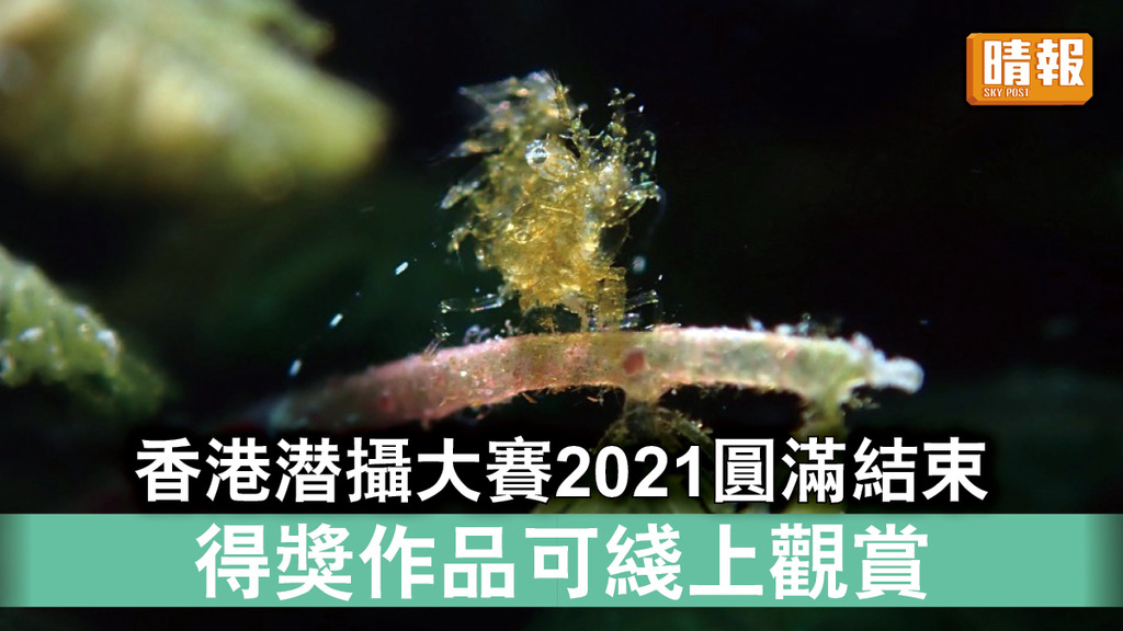 自然美景｜香港潛攝大賽2021圓滿結束 得獎作品可綫上觀賞（多圖）