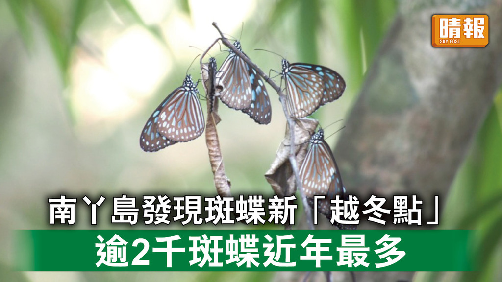 自然生態｜環團南丫島發現斑蝶新「越冬點」 逾2千斑蝶近年最多（多圖）