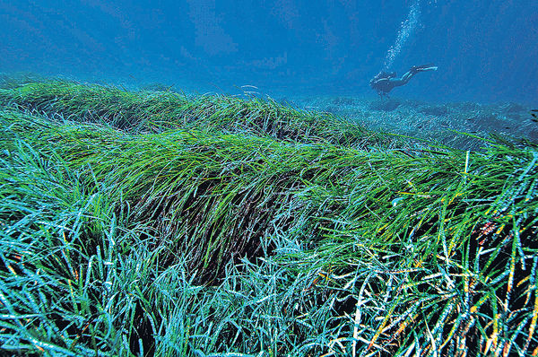 天然機制除海洋垃圾 「神草」每年回收9億碎膠