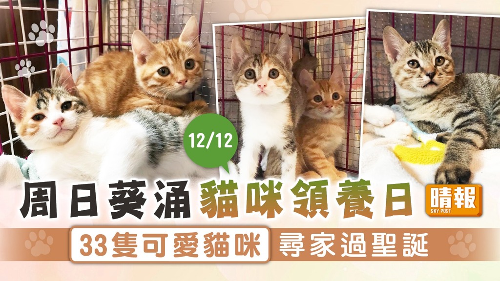 領養代替購買︳周日葵涌貓咪領養日 33隻可愛貓咪尋家過聖誕