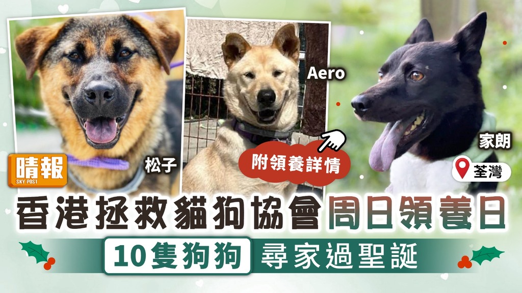 領養代替購買︳香港拯救貓狗協會周日領養日 10隻狗狗尋家過聖誕