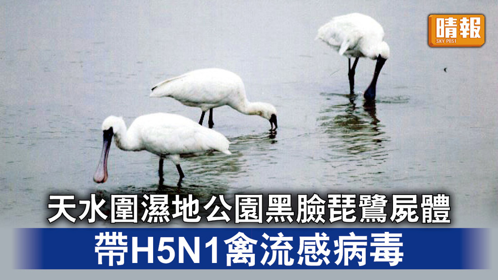 禽流感｜天水圍濕地公園黑臉琵鷺屍體 帶H5N1禽流感病毒